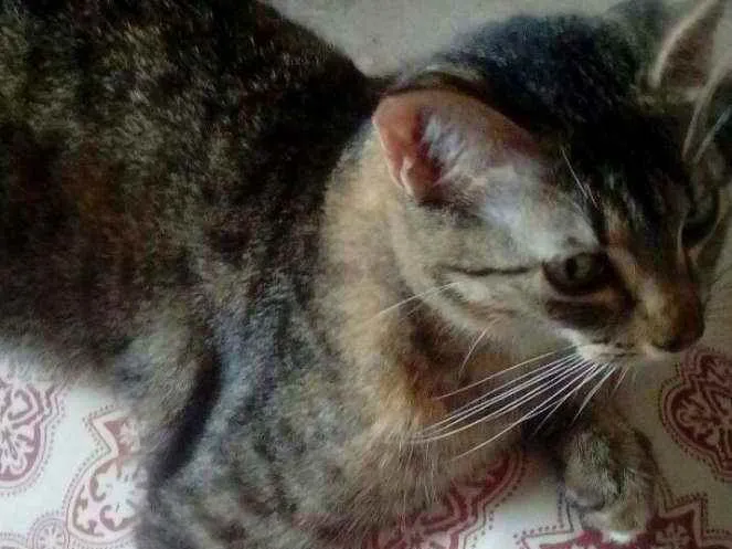 Gato raça  idade  nome Mel esta castrada