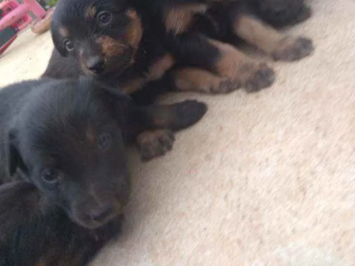Cachorro raça Sem raça idade 2 a 6 meses nome Babys