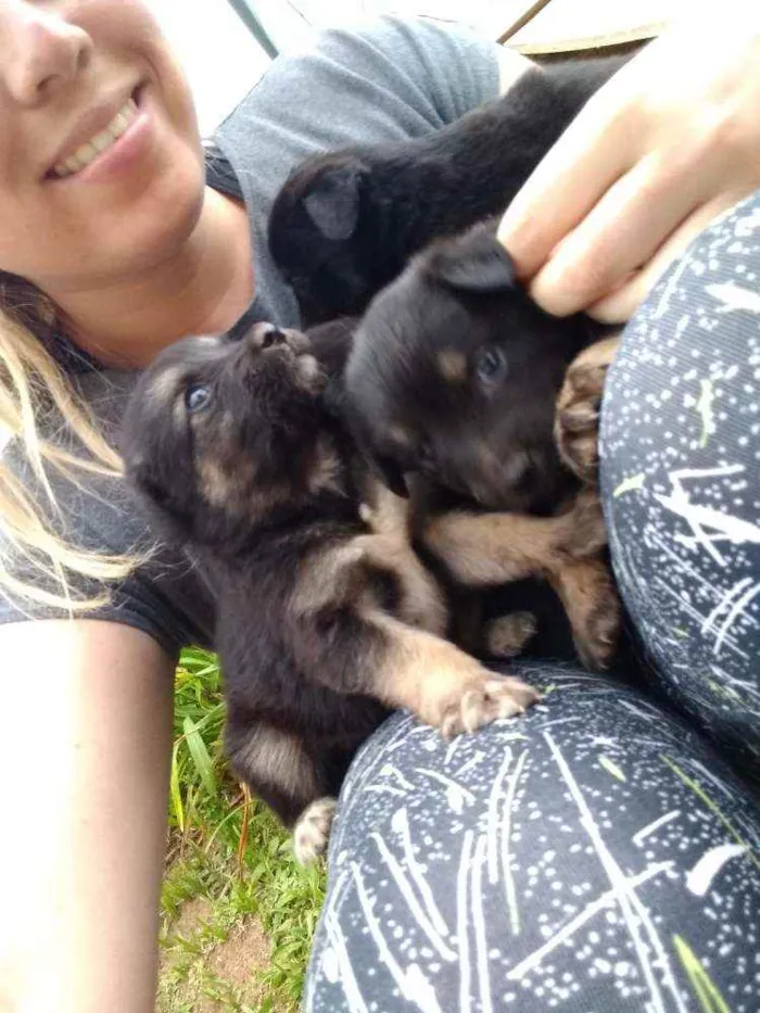 Cachorro raça Sem raça idade 2 a 6 meses nome Babys