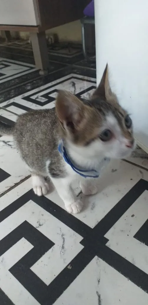 Gato ra a Vira lata idade 2 a 6 meses nome Gato 