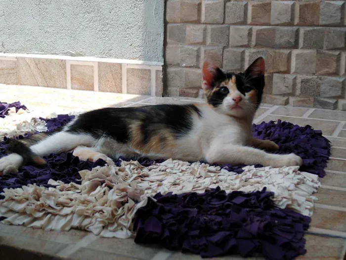 Gato ra a Srd idade 2 a 6 meses nome Chloé