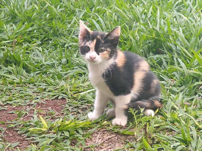 Gato ra a Srd idade 2 a 6 meses nome Chloé