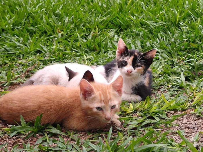 Gato ra a Srd idade 2 a 6 meses nome Chloé
