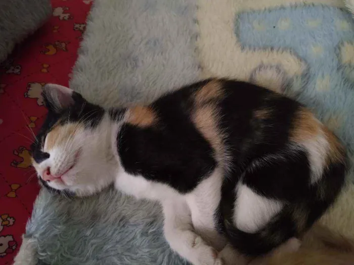 Gato ra a Srd idade 2 a 6 meses nome Chloé