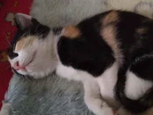 Gato raça Srd idade 2 a 6 meses nome Chloé