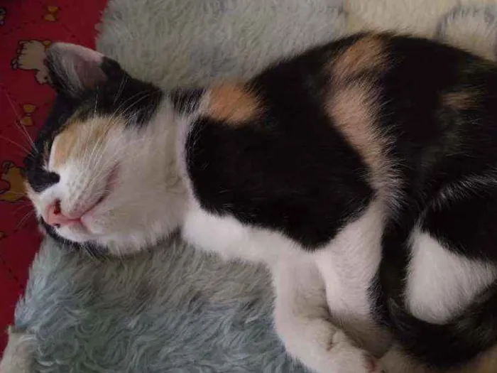 Gato ra a Srd idade 2 a 6 meses nome Chloé