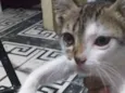 Gato 