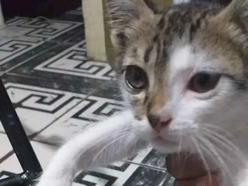 Gato ra a Vira lata idade 2 a 6 meses nome Gato 