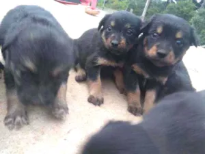 Cachorro raça Sem raça idade 2 a 6 meses nome Babys