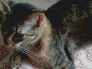 Gato raça  idade  nome Mel esta castrada