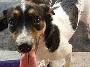 Cachorro raça vira lata idade 1 ano nome STARK