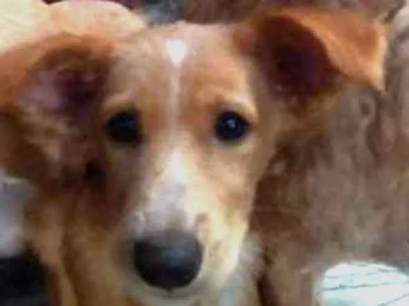 Cachorro ra a RNI idade 7 a 11 meses nome Brisa
