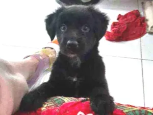 Cachorro raça Srd idade 2 a 6 meses nome Amora