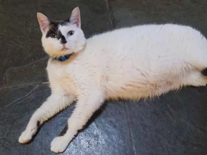 Gato raça SRD idade 3 anos nome D'artgnan