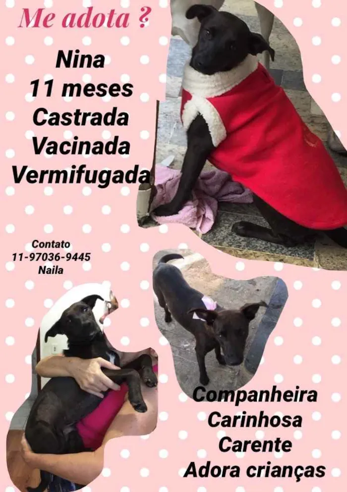 Cachorro ra a Srd  idade 7 a 11 meses nome Cebolinha