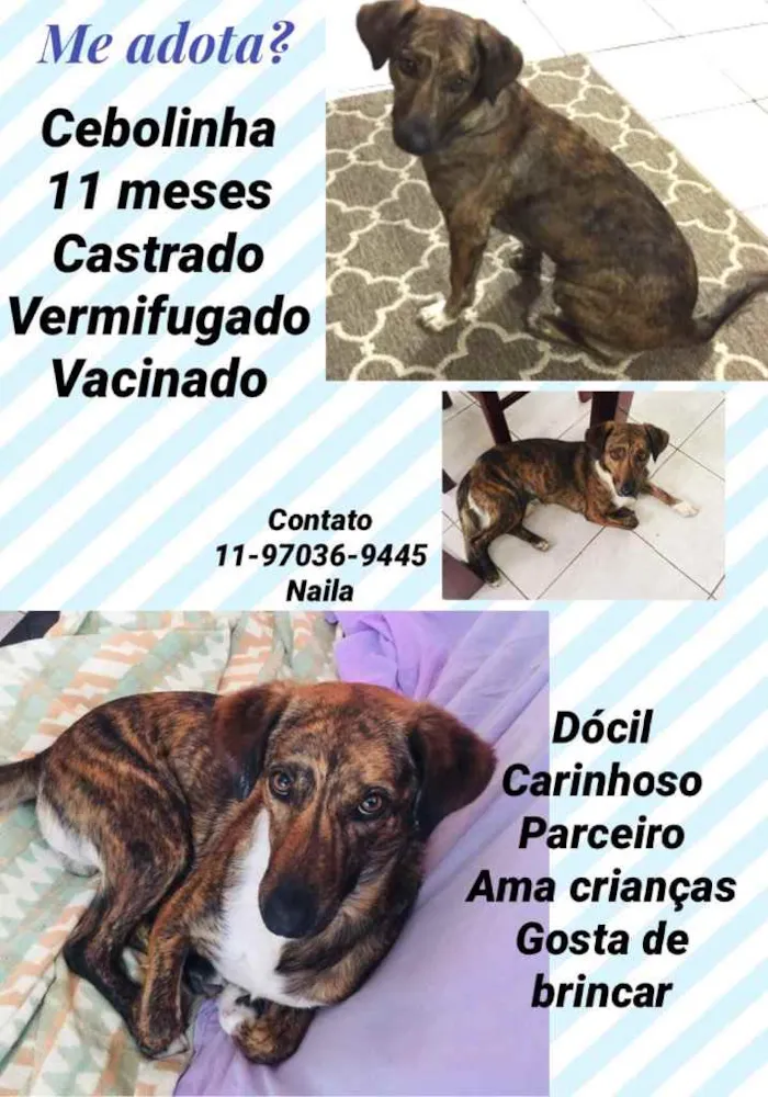 Cachorro ra a Srd  idade 7 a 11 meses nome Cebolinha