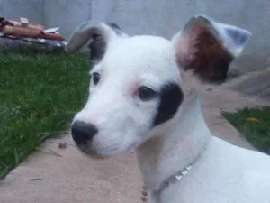 Cachorro raça  idade 2 a 6 meses nome Romena