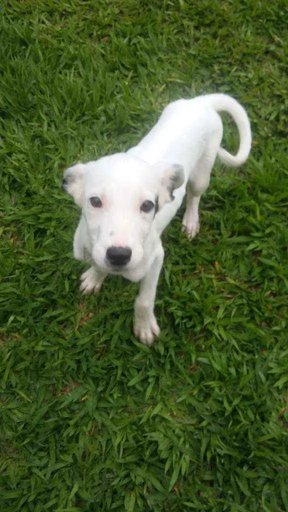 Cachorro raça  idade 2 a 6 meses nome Romena