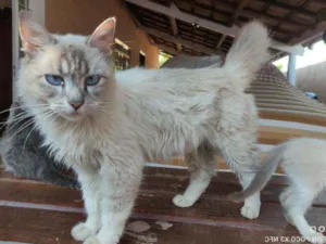 Gato raça  idade 1 ano nome Guetguet