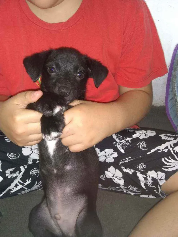 Cachorro ra a Vira-lata idade Abaixo de 2 meses nome Zeus 