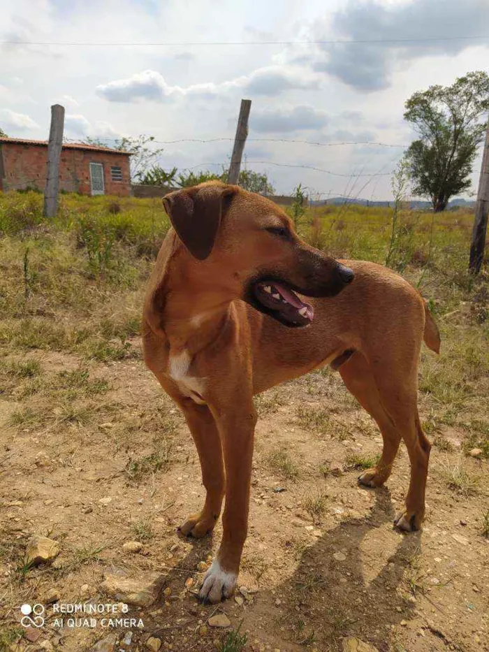 Cachorro ra a Snd idade 2 a 6 meses nome Toquinho 