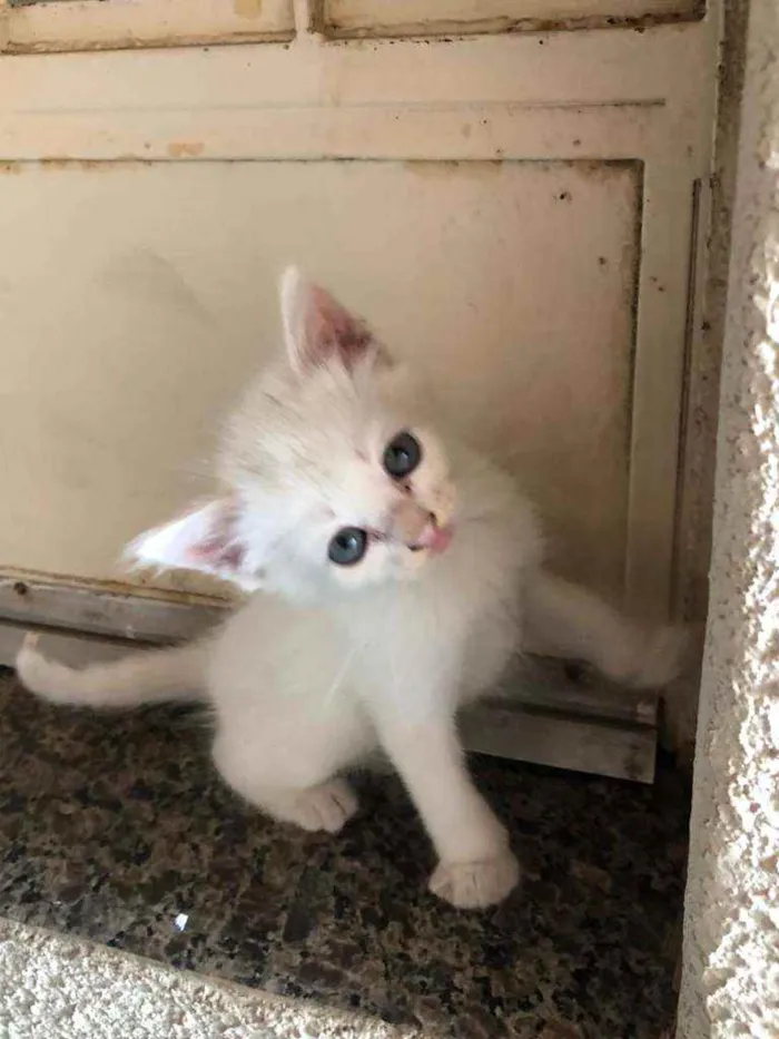 Gato raça Angorá os filhotes SRD idade Abaixo de 2 meses nome Maia e 3 filhotes 