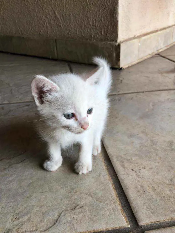 Gato raça Angorá os filhotes SRD idade Abaixo de 2 meses nome Maia e 3 filhotes 