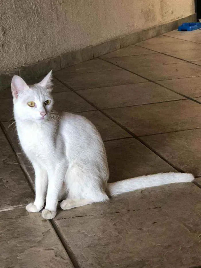 Gato raça Angorá os filhotes SRD idade Abaixo de 2 meses nome Maia e 3 filhotes 