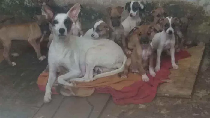 Cachorro ra a Mista  idade Abaixo de 2 meses nome A criterio