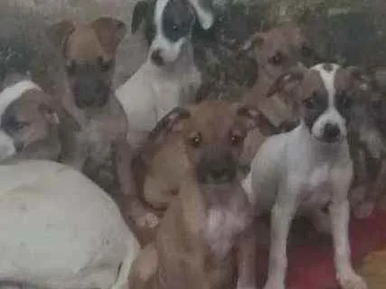 Cachorro ra a Mista  idade Abaixo de 2 meses nome A criterio