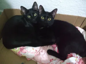 Gato raça vira- lata idade 2 a 6 meses nome Romeu  e Julieta