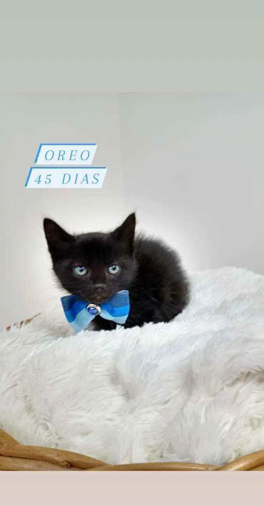 Gato raça Srd idade Abaixo de 2 meses nome Oreo