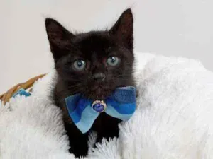 Gato raça Srd idade Abaixo de 2 meses nome Oreo