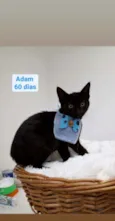 Adam