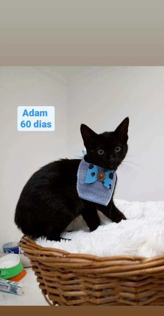 Gato ra a Srd idade Abaixo de 2 meses nome Adam