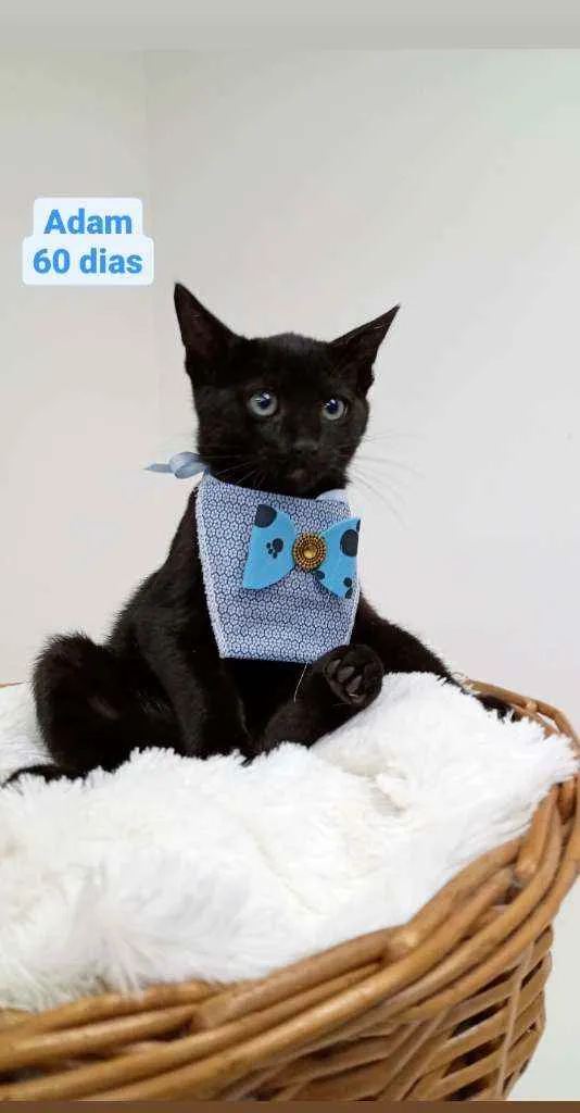 Gato ra a Srd idade Abaixo de 2 meses nome Adam