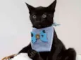 Adam