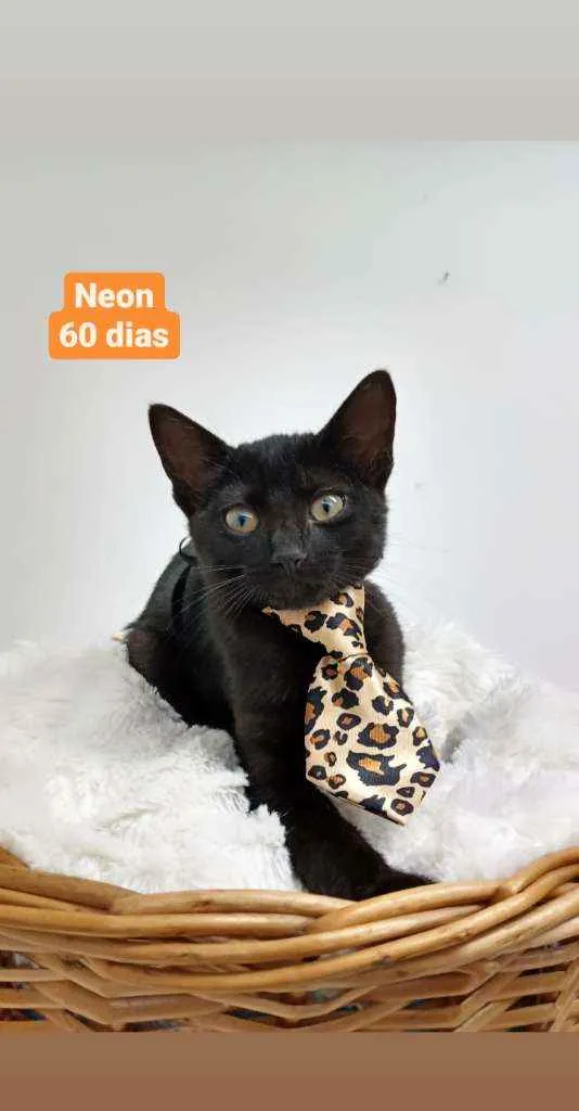 Gato raça Srd idade Abaixo de 2 meses nome Neon