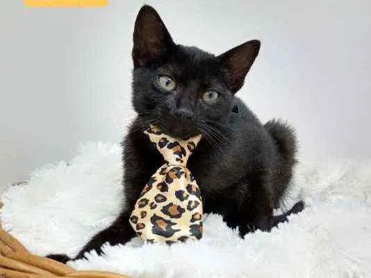 Gato raça Srd idade Abaixo de 2 meses nome Neon