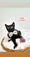 Gato raça Srd idade Abaixo de 2 meses nome Dark