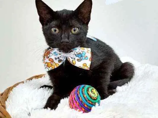 Gato raça Srd idade Abaixo de 2 meses nome Dark