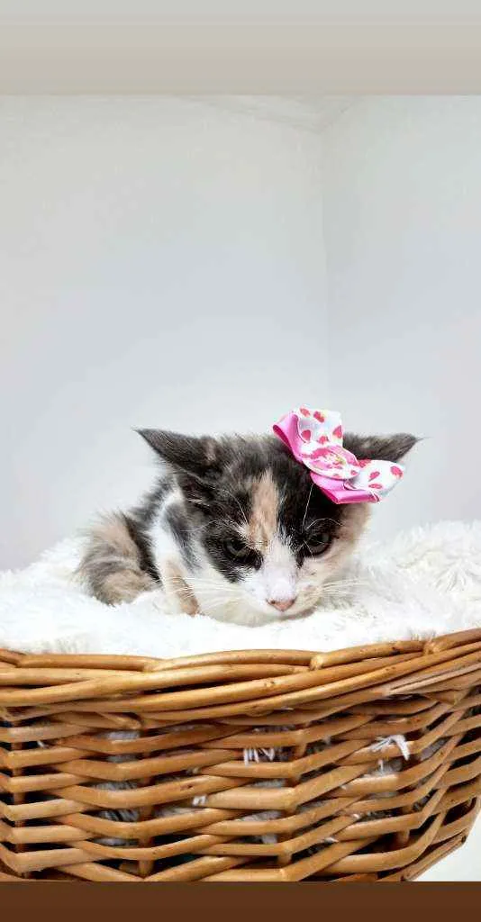 Gato ra a Srd idade Abaixo de 2 meses nome Belle