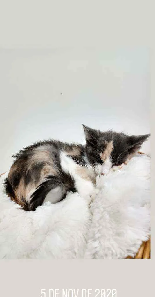 Gato ra a Srd idade Abaixo de 2 meses nome Belle