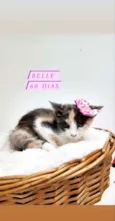 Belle