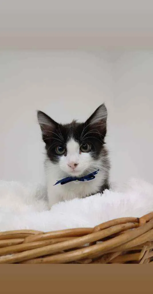 Gato ra a Srd idade Abaixo de 2 meses nome Jack