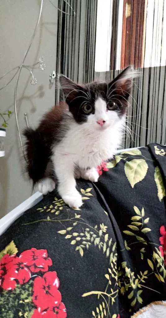 Gato ra a Srd idade Abaixo de 2 meses nome Jack