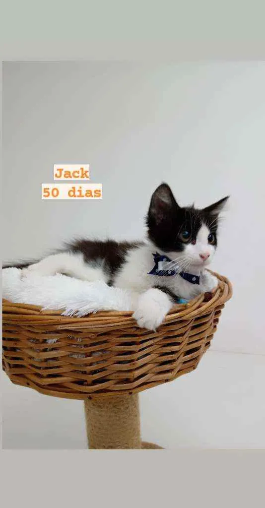 Gato ra a Srd idade Abaixo de 2 meses nome Jack
