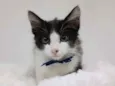 Jack