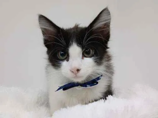 Gato ra a Srd idade Abaixo de 2 meses nome Jack