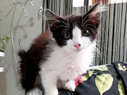 Gato ra a Srd idade Abaixo de 2 meses nome Jack